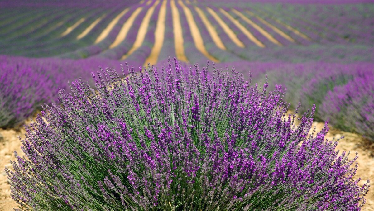 Lavanda Lavanda