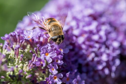 I 10 fiori più profumati del mondo