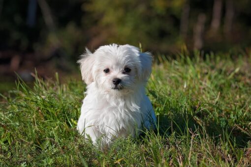 Maltese caratteristiche