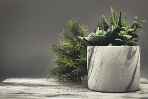 Agave Americana coltivazione