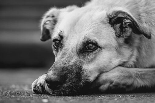 Meglio un cane di razza o un meticcio?