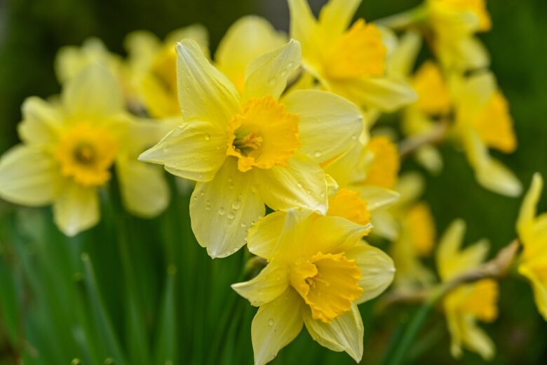 Narciso
