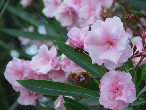 Oleandro Nerium Oleander