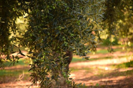 Olivo – ulivo coltivazione e cure