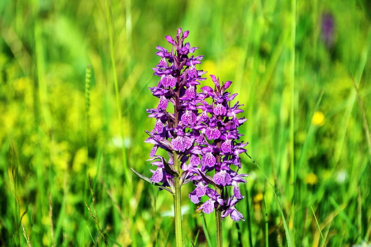 Orchidee Orchidee