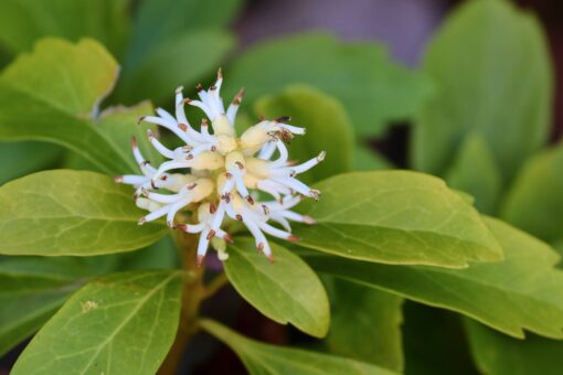 Pachysandra – Pachysandra terminalis