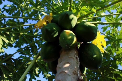 Papaya – Carica papaya