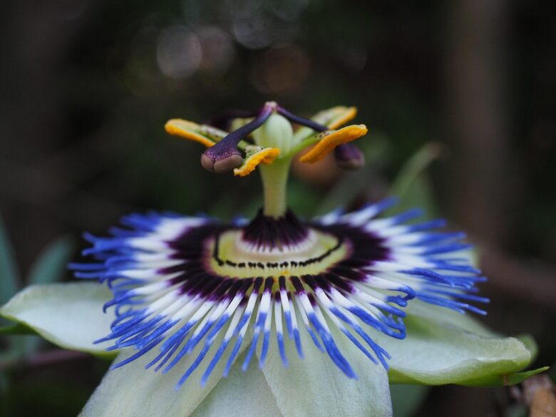 Passiflora
