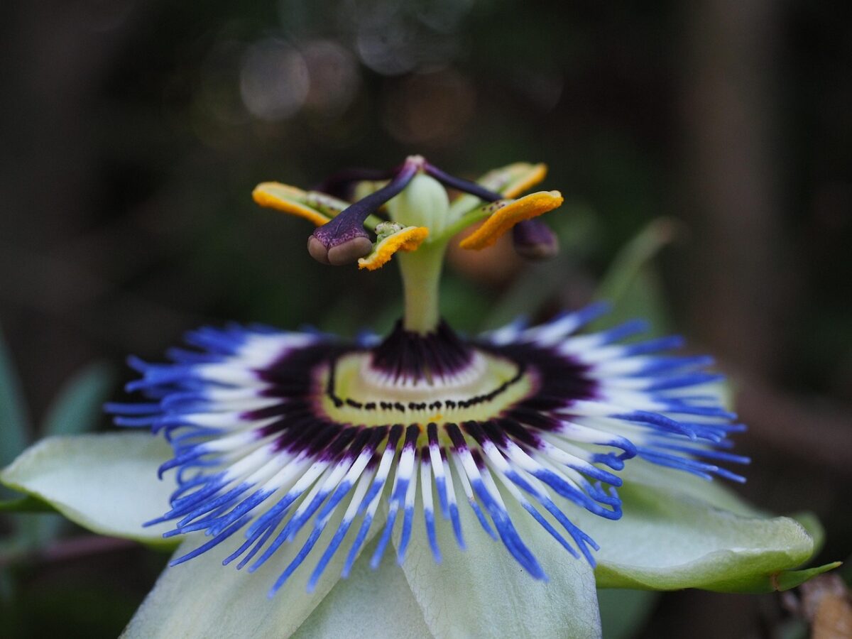 Passiflora