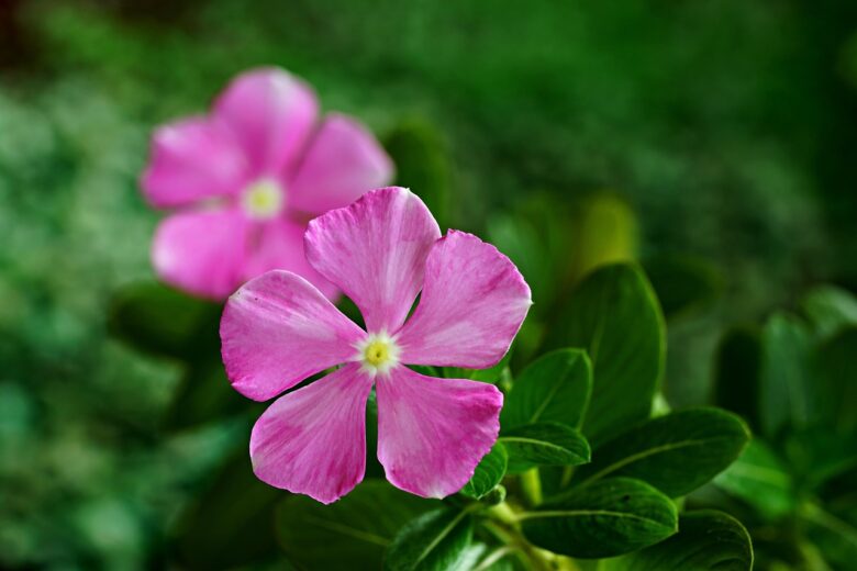 Pervinca