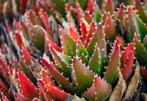 Malattie delle piante grasse: consigli e cure