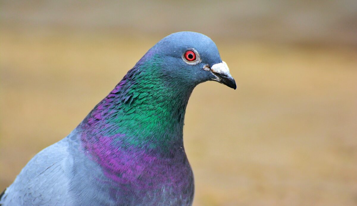 Piccioni Piccioni