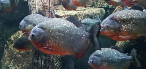 Acquario Piranha allestimento, i primi passi da fare