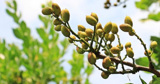 Pianta del Pistacchio – Pistacia vera