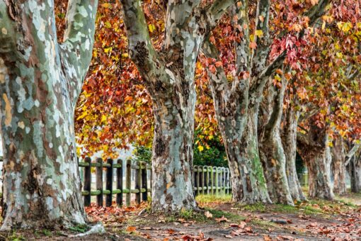 Platano – Platanus