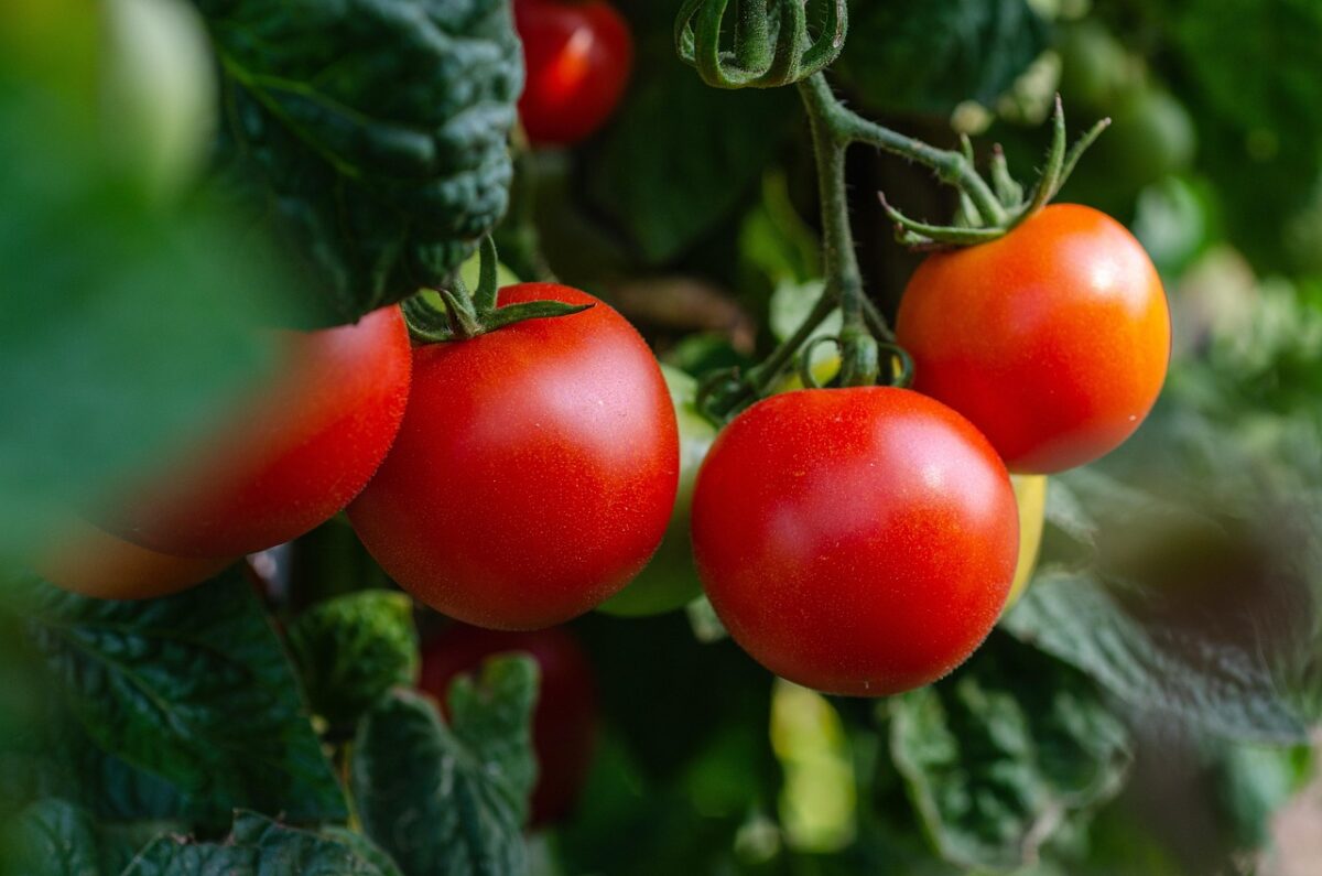 Pomodori Pomodori