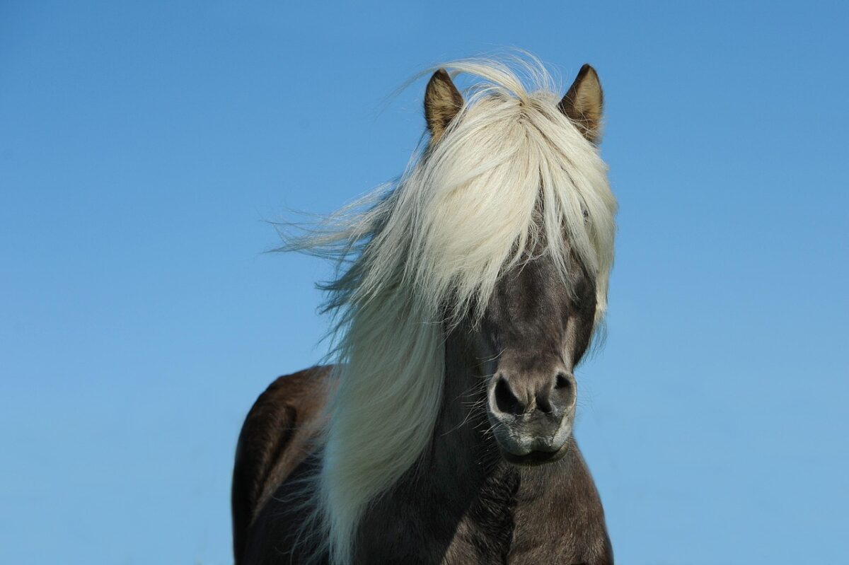 Pony Pony