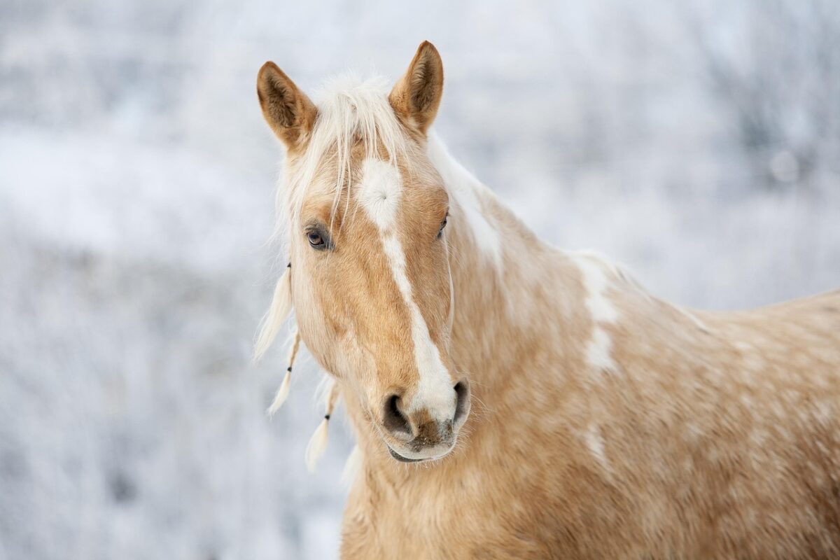 Pony Pony