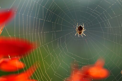 Come togliere le ragnatele sul balcone: consigli e rimedi naturali