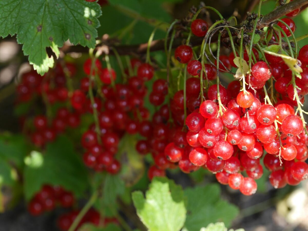 Red, Berries Red, Berries