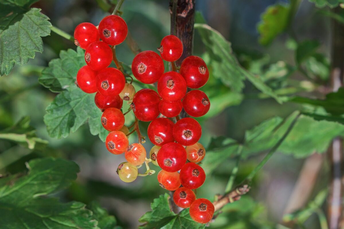 Red, Berries Red, Berries