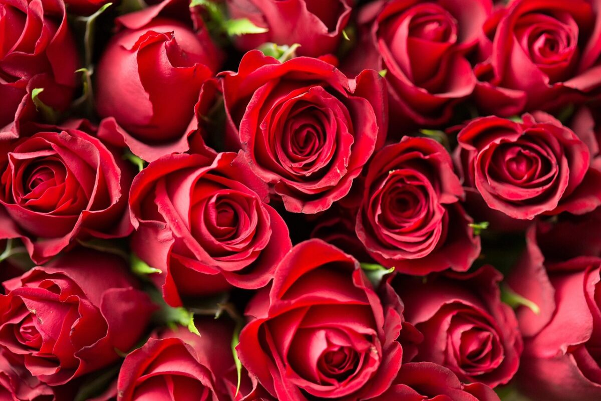 Rose Rose