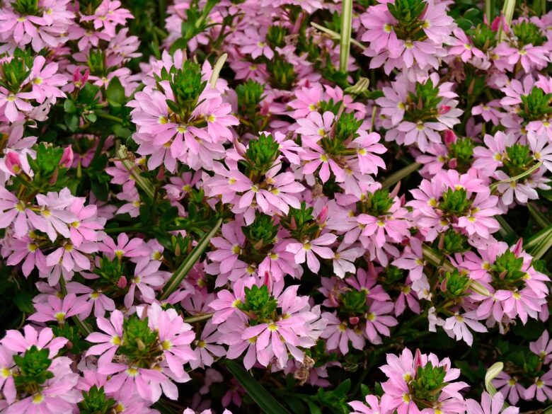 Scevola