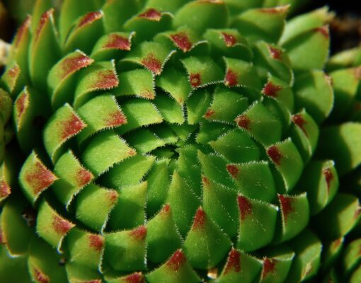 Sedum coltivazione