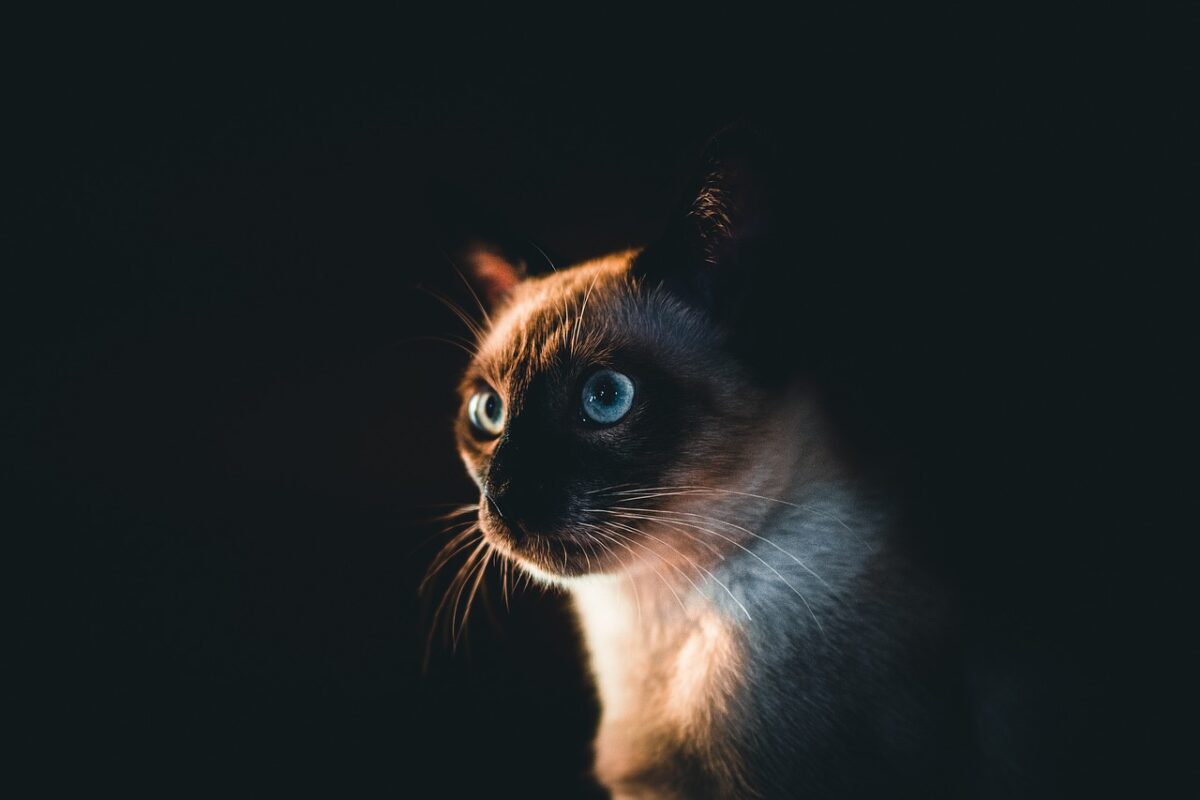 Siamese Siamese