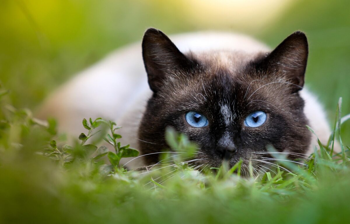 Siamese Siamese