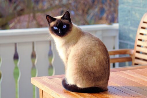 Gatti Siamesi Thai: carattere, foto, educazione