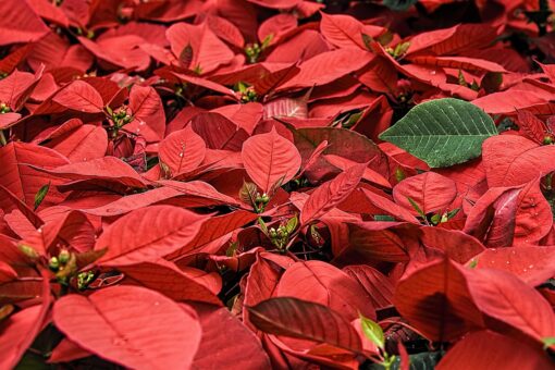 Come curare Stella di Natale dopo le feste