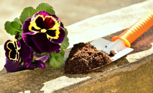 Come posizionare le piante nel giardino