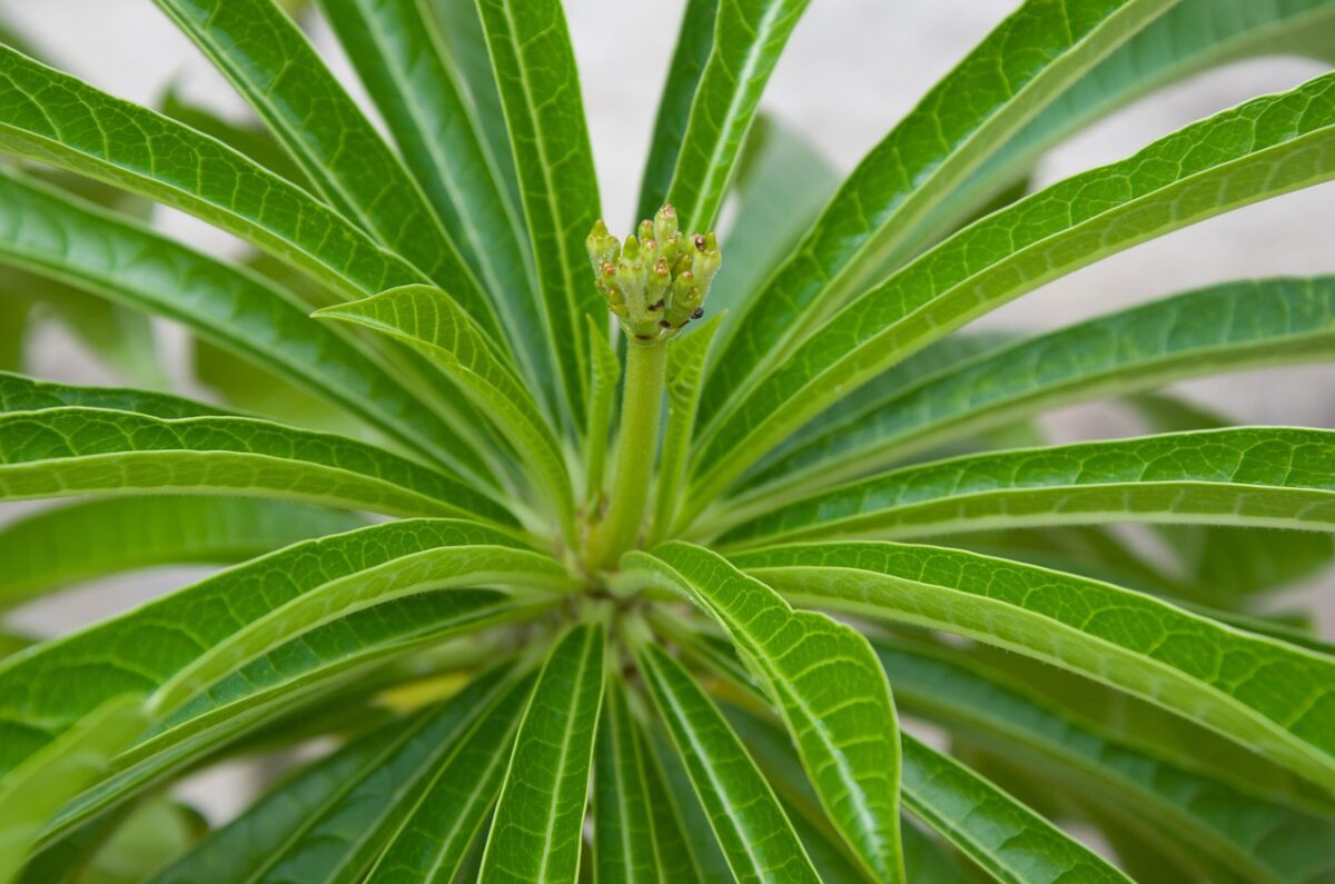Tropical, Plants Tropical, Plants