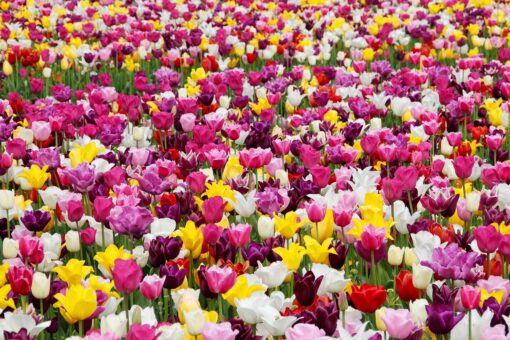 Fiori di campo