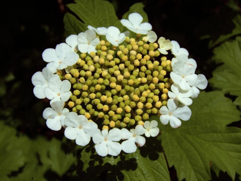 Viburnum