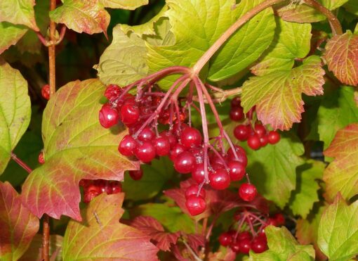 Viburno palla di neve – Viburnum opulus coltivazione