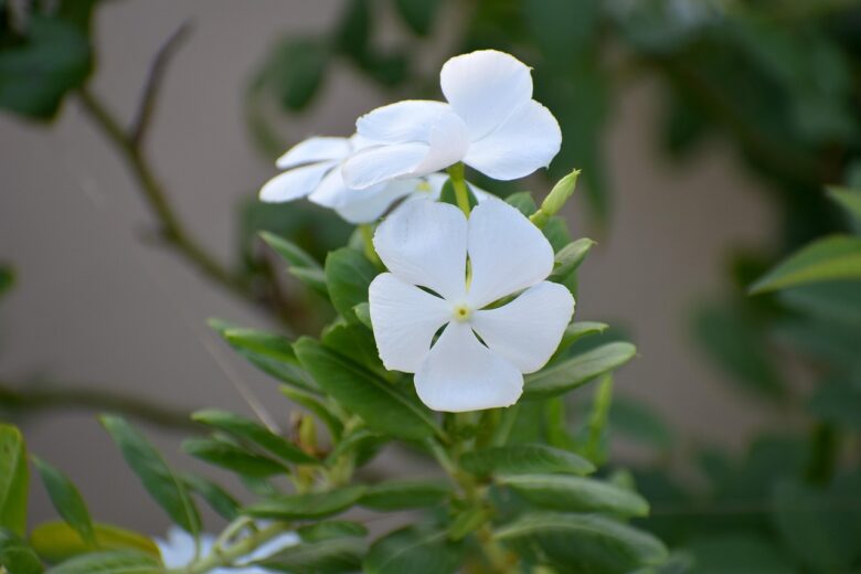 Vinca