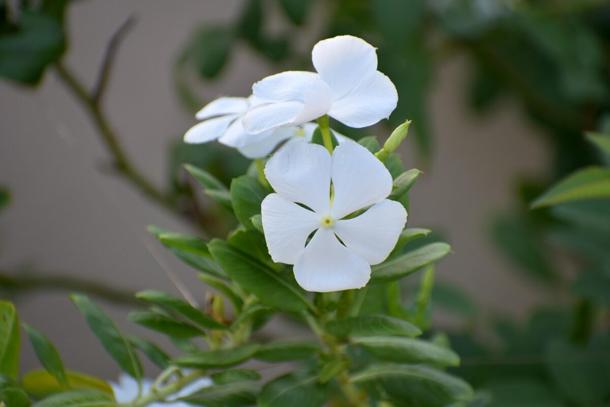 Vinca