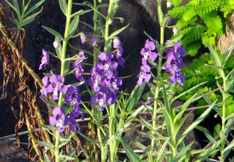 Angelonia,