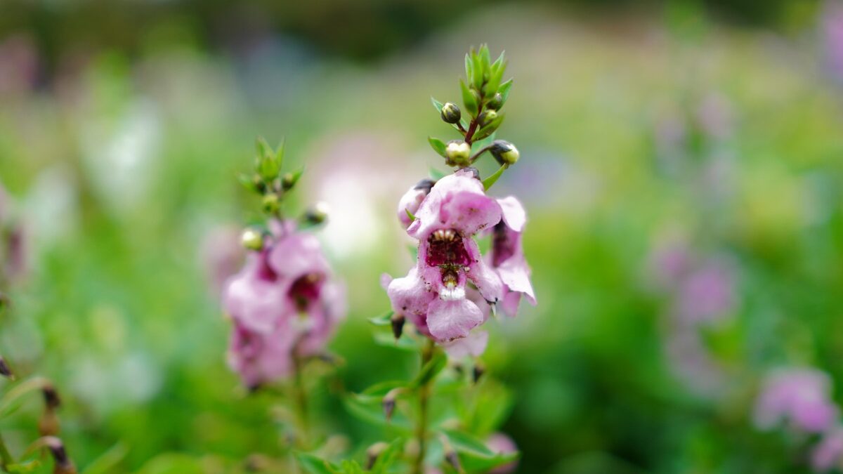 Angelonia, Angelonia,
