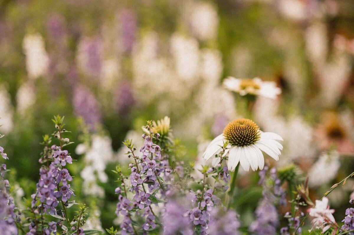Angelonia, Angelonia,