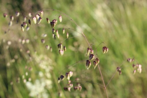 Briza – Erba sonaglina