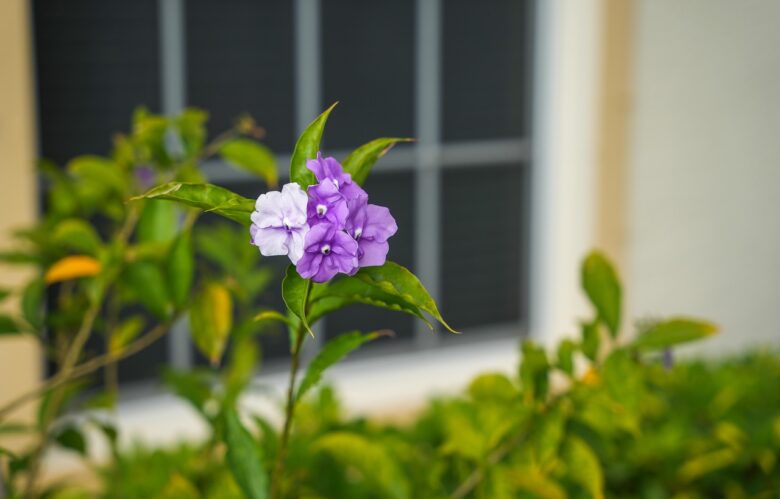 Brunfelsia