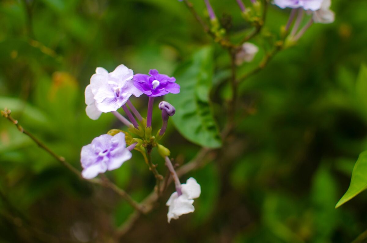 Brunfelsia Brunfelsia