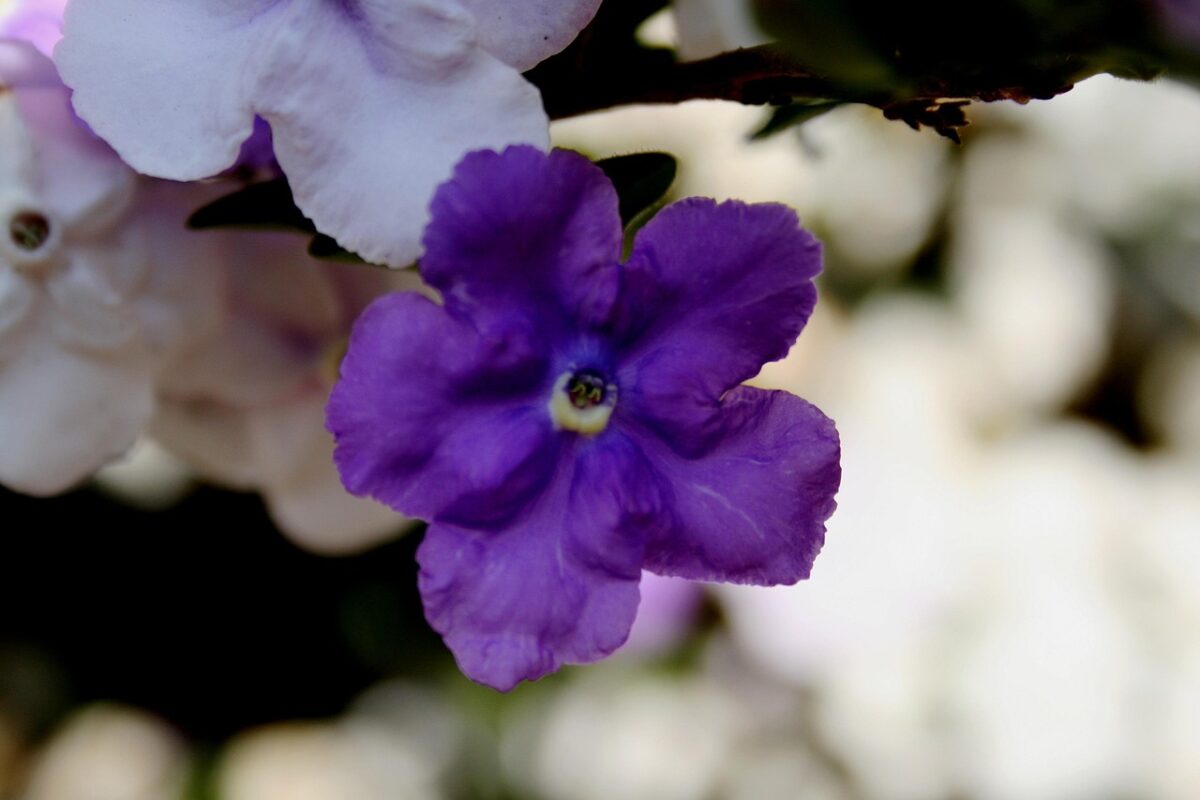 Brunfelsia Brunfelsia