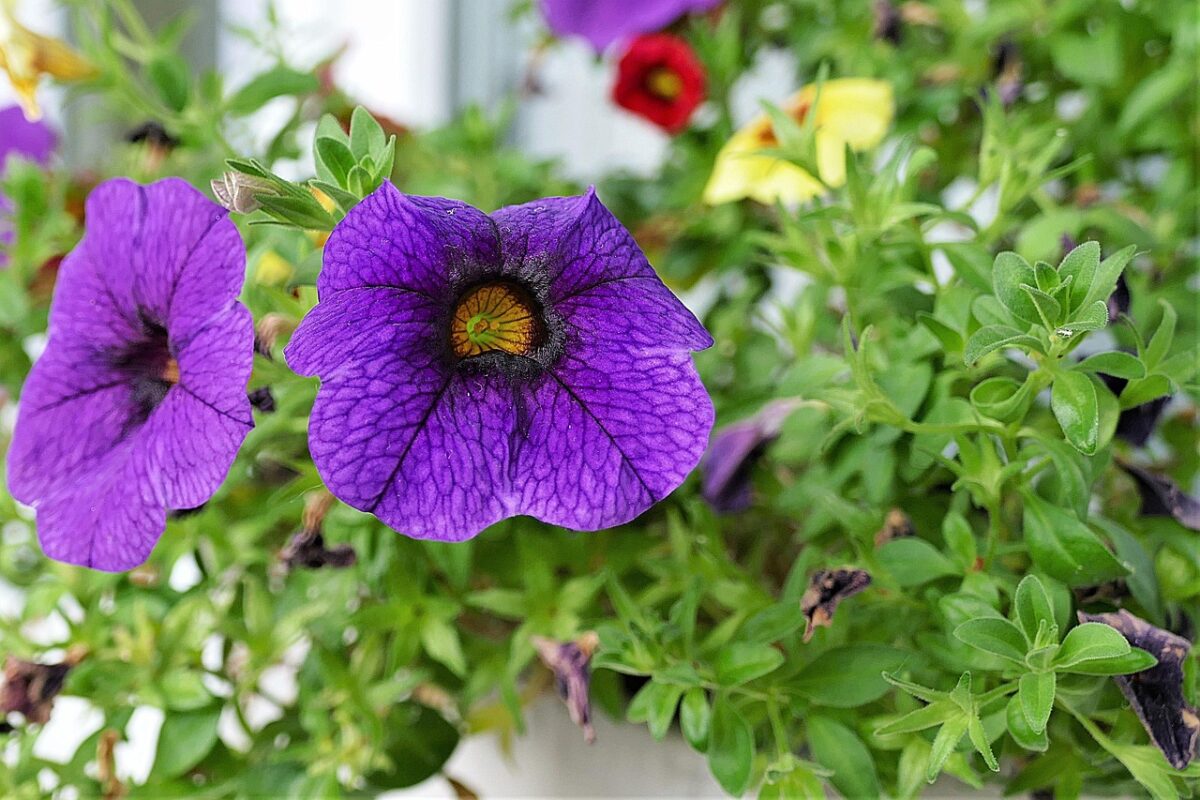 Calibrachoa, Calibrachoa,
