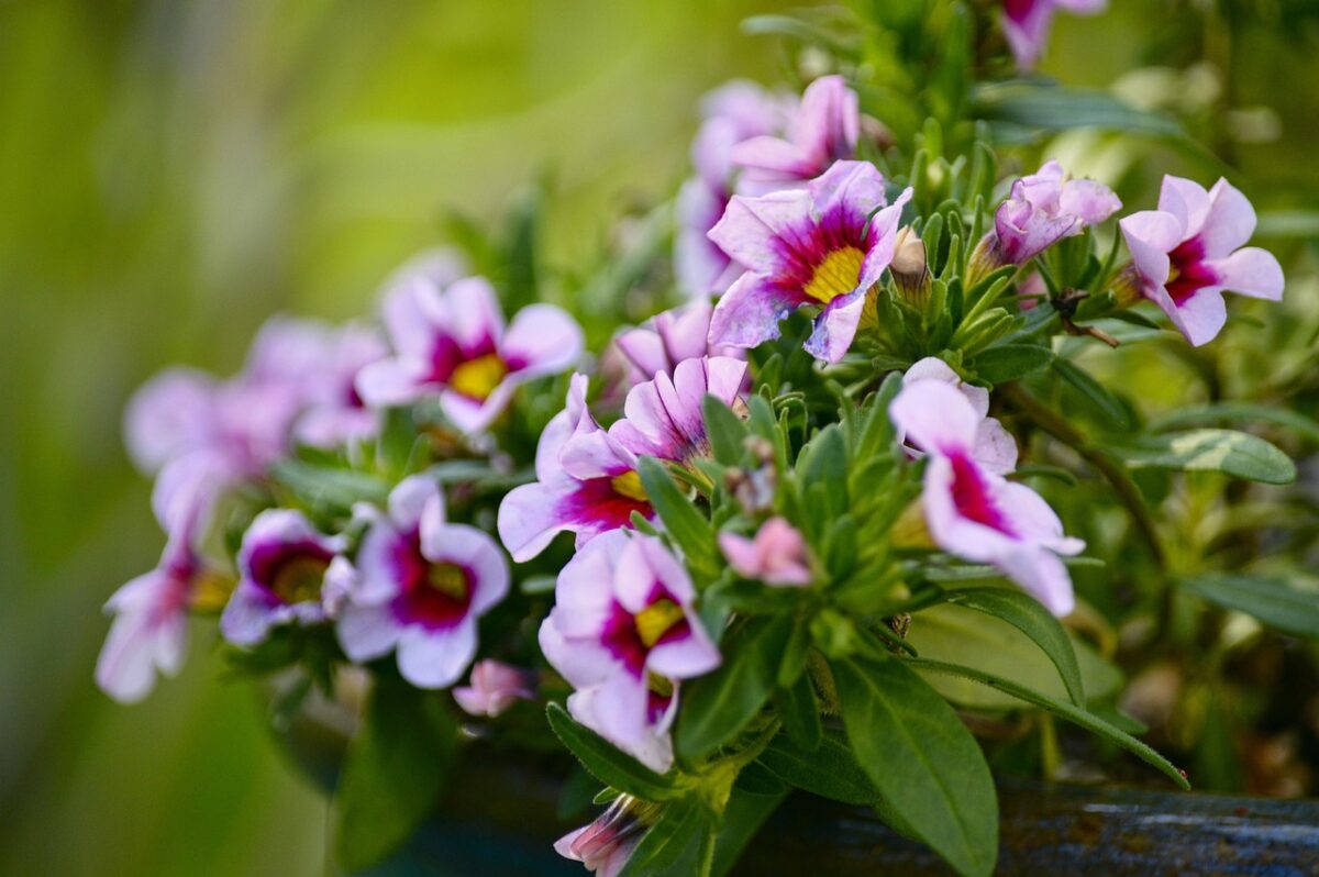 Calibrachoa, Calibrachoa,