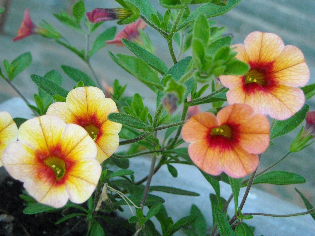 Calibrachoa, Calibrachoa,