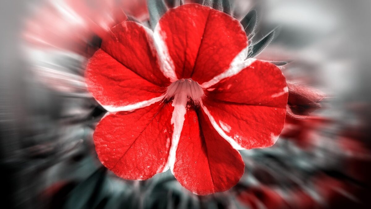 Calibrachoa, Calibrachoa,